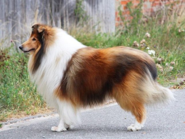 Collie Rough