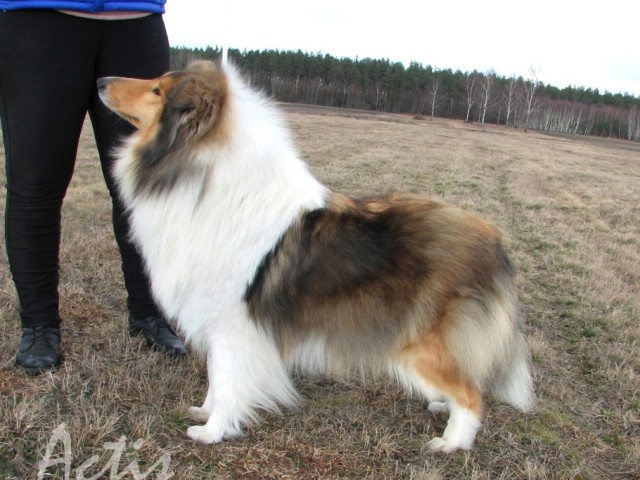 Collie rough female