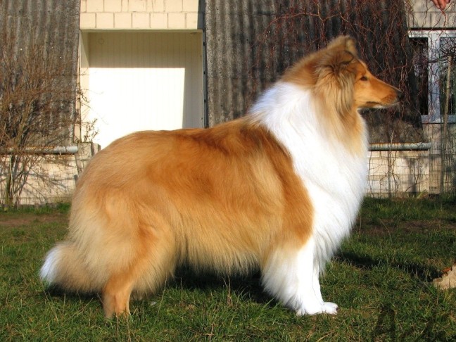 Terranova Actis collie rough champion