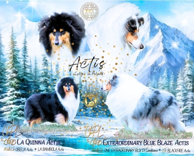 Collie rough blue merle LITTER